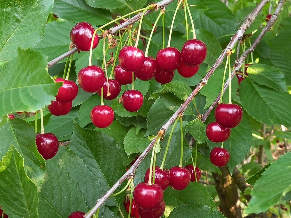 CherrySerb